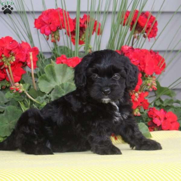 Lilac, Shih-Poo Puppy